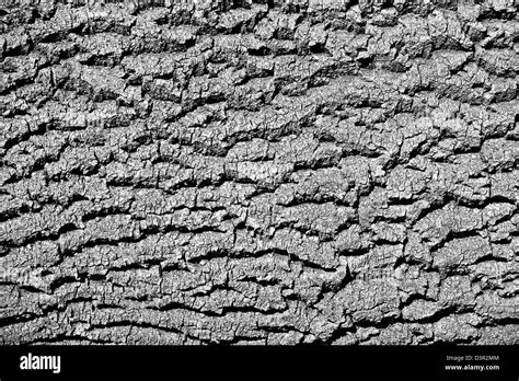 Close Up Detail Of Oak Tree Bark Black And White Stock Photos And Images