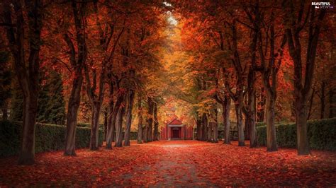 Trees Park Autumn Leaf Viewes Alley Beautiful Views Wallpapers