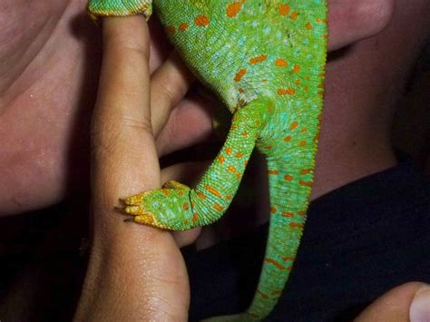 The Adventures Of Us Wild Veiled Chameleons In South Florida