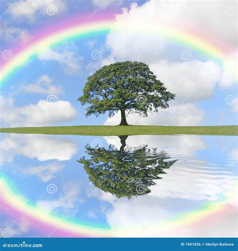 Oak Tree And Rainbow Stock Photo Image Of Green Industry 7601836