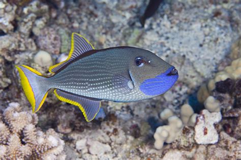 They are tall cabinets specifically made for storing your food and spices. How to Find Cheap Saltwater Fish for Your Aquarium