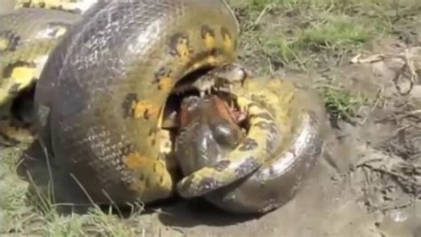 Anaconda Vs Crocodile Python Vs Crocodile Snake Video Dailymotion