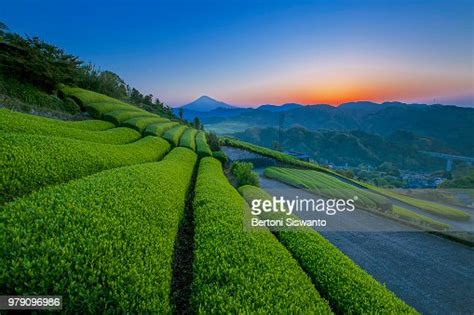 Green Tea Field At Sunrise Mount Fuji In Background Shizuoka Japan ストック