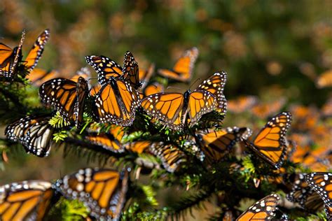 5 Santuarios De La Mariposa Monarca Todo Lo Que Debes Saber Tips Para Tu Viaje