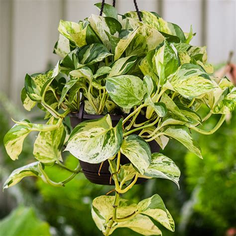 Millennials Can Improve Their Health With Exotic Angel Plants From