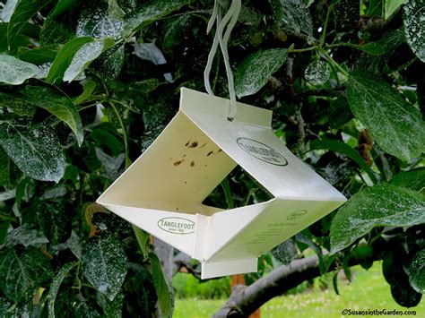 Moths fly inside, get stuck, and that's the end of the story. Growing apples organically - 2017 - Susan's in the Garden