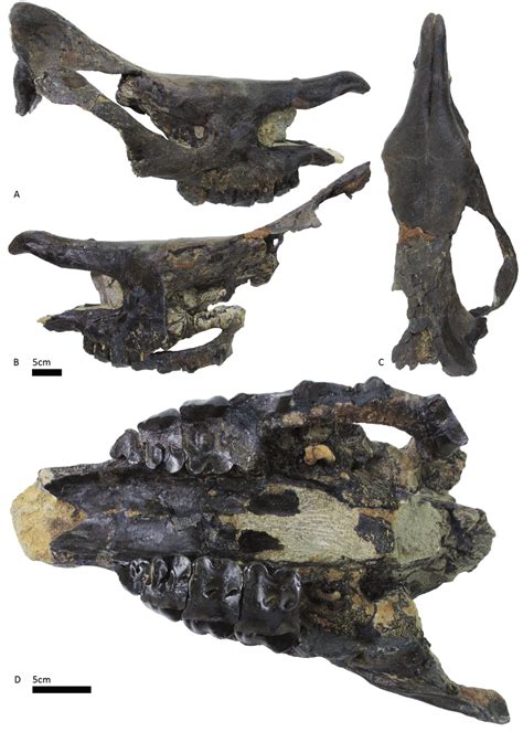 Diaceratherium Asphaltense From Bühler Latest Oligocene Earliest