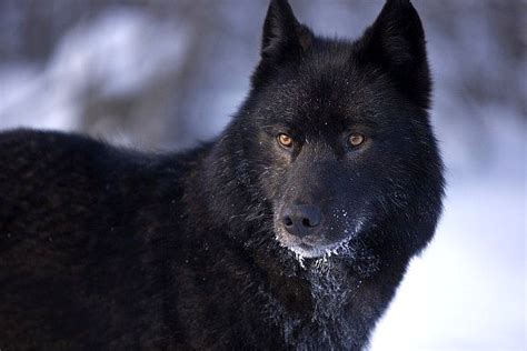 Black Husky Wolf Mix