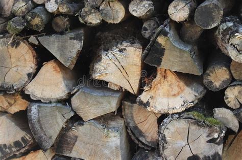 Stack Of Chopped Firewood In Forest Stock Photo Image Of Fuelwood