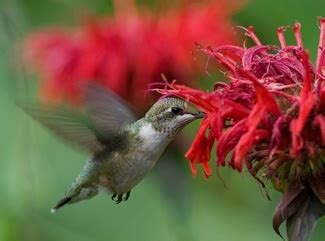 Female and young calliope hummingbirds have pinkish flanks, dark tails with white tips, and dark streaks around the throat. Four Tips For Attracting Hummingbirds • The National ...
