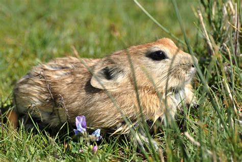 A Plateau Pika Sunbathes On A Pasture Beside The Zurser River In