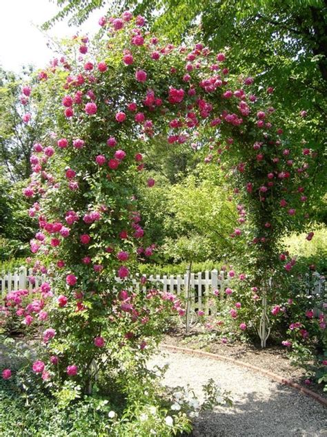 Wohnen & garten ist die zeitschrift, die ihnen hochwertige und exklusive gestaltungsideen für haus und garten liefert. Kletterrose im Westfalenpark Dortmund - Wohnen und Garten ...