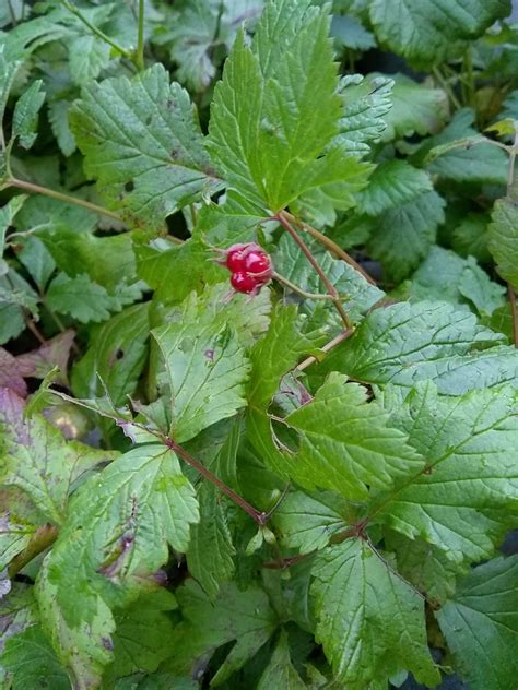Feast On These 10 Edible Berries From Alaska Alaska Herbal Solutions