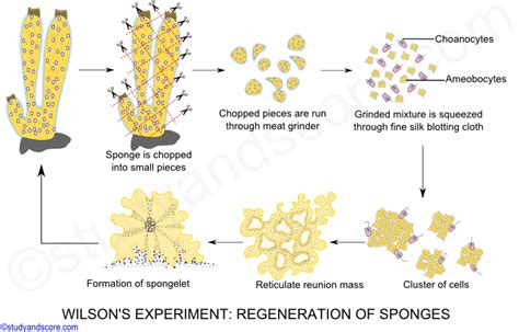 Phylum Porifera Sexual And Asexual Reproduction In Sponges And