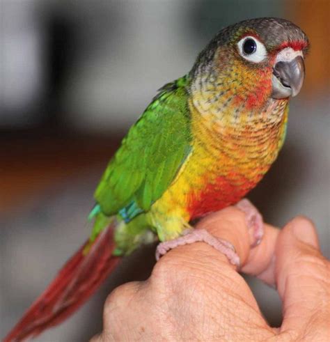 Green Cheek Conure Facts Diet Mutation Lifespan Care As Pets Video