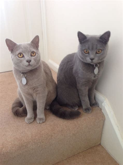 Chartreux Kittens For Adoption