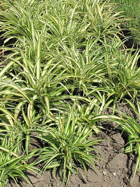 Each plant is capable of producing multiple tubers, resulting in rapid spread over large areas if these are not lifted, separated and only a few replanted. Variegated Spider Plant (Chlorophytum comosum 'Variegatum ...