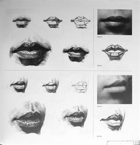 Pin By S B On Anatomy Head Mouth And Lips Art Drawings Anatomy