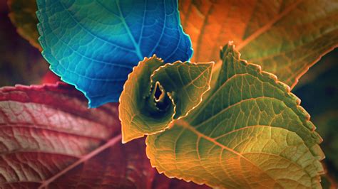Wallpaper Sunlight Colorful Leaves Digital Art Nature Red