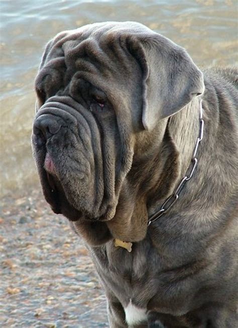 25 less intelligent dog breeds. Five Ugly Dog Breeds | PetHelpful
