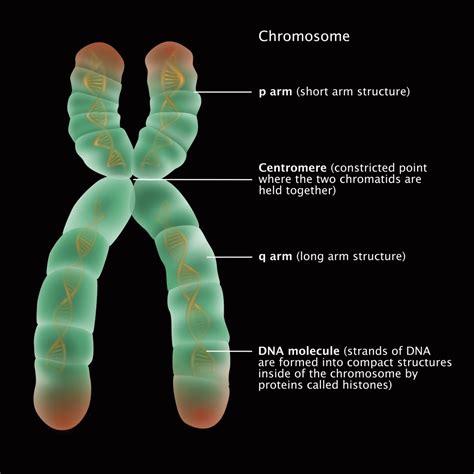 Chromosome Structure Illustration Poster Print By Gwen Shockey Science