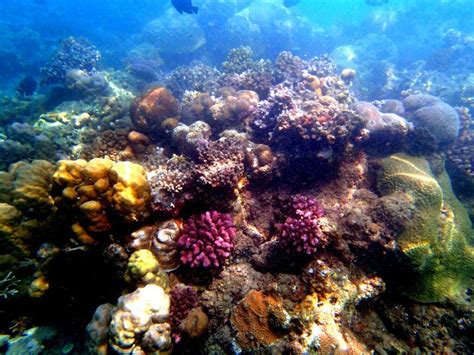 Viajes De Ciencia Los Más Bellos Arrecifes De Coral Del Mundo