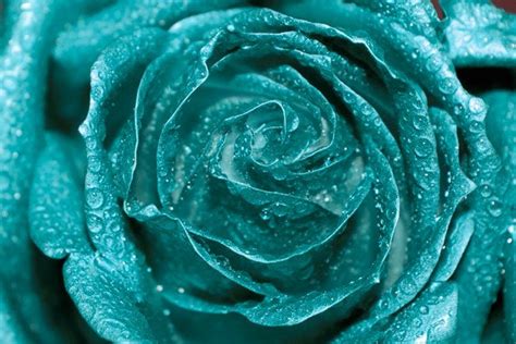 Explore our color library and immerse yourself in over 100+ different shades (+ codes!) from beige to burgundy, viridian to vermillion, and everything in between. Teal Rose photo Digital Download Fine Art Photography rose