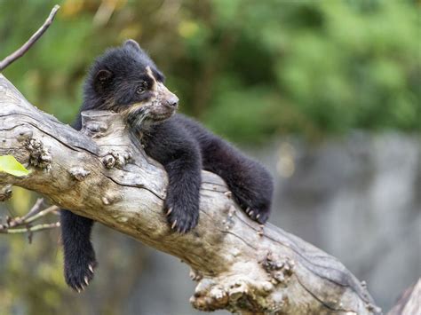 One Of The Spectacled Bear Cubs Lying Nicely On One Of The Branches In
