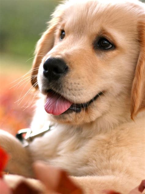 Check out our favorite golden mixes! Someday I will own a golden retriever #goldenretriever ...