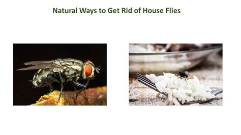 Get Rid Of House Flies In Your Home Garden