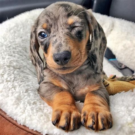 Cute Dapple Dachshund Puppy If You Love Dachshunds Visit Our Blog