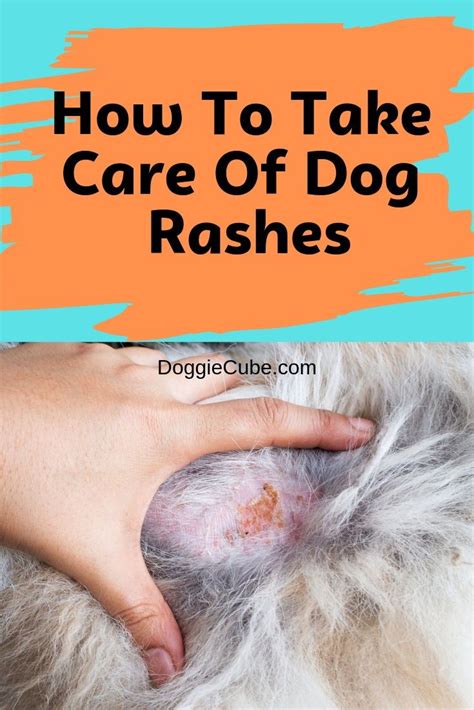 How To Take Care Of Dog Rashes Doggie Cube Dog Rash Dog Skin