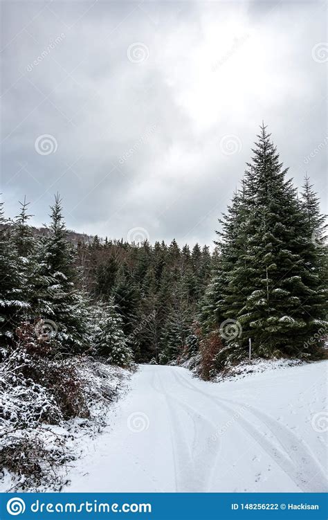 Snowy Crossroads In The Middle Of The Winter Forest Stock Photo Image
