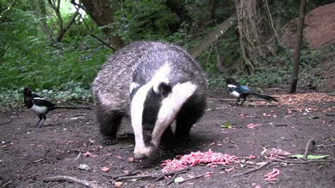 Excellent Daytime Footage Of A Badger Eating Meat Youtube