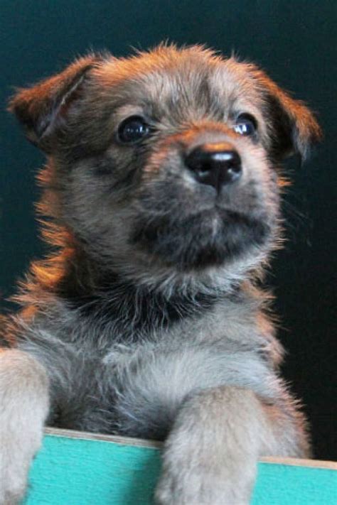 It is not important how big the yard is, as long as the dog gets enough exercise the berger picard is sensitive to the sound of your voice so it is not necessary to be harsh with them. Berger Soil Images: Berger Picard Puppies For Sale