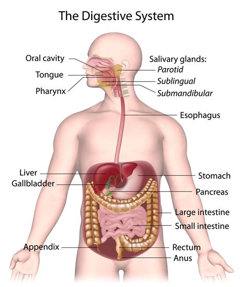 What Is The Structure Of The Digestive System Article 999