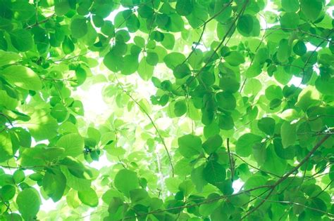 Premium Photo Sunlight Through The Fresh Green Leavesgreen Leaves