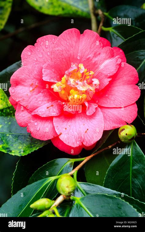 Red Flower Of The Late Winter Flowering Evergreen Shrub Camellia