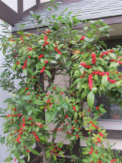 nj,-6a-6b-2-small-outdoor-trees-with-berries,-1-indoor-plant-with-red-berries-whatsthisplant