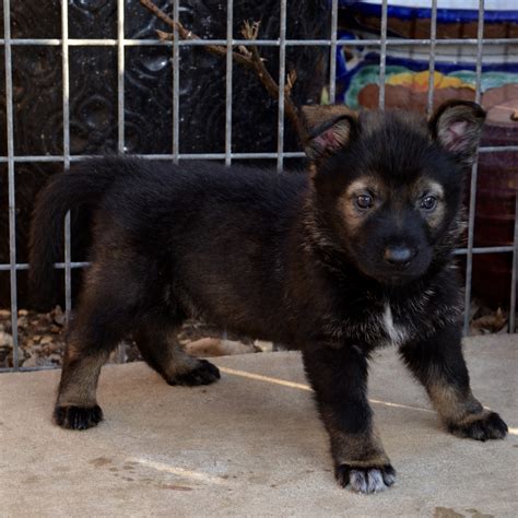 German Shepherd Puppies For Sale Austin Tx 268656