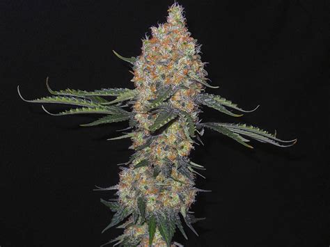 Pure Kush Feminized Seeds For Sale Information And Reviews Herbies