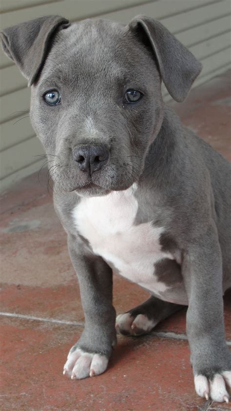 Droll Baby Blue Nose Pitbull Puppies L2sanpiero
