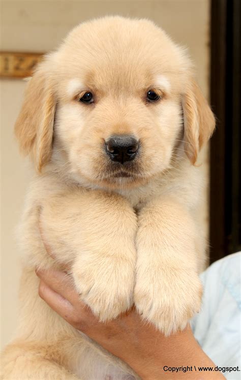 Cute Golden Retriever Puppy For More Visit