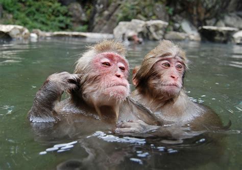 Monkey Bath Chris Van Wyk Flickr