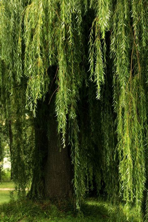 Aesthetically Pleasing Weeping Willow Weeping Willow Tree Tree