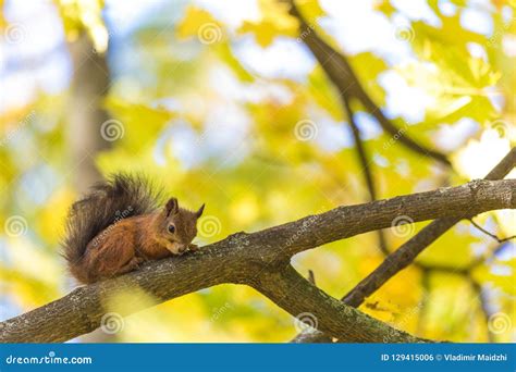 The Squirrel Sitting On The Branch Of A Tree In The Park Or In The