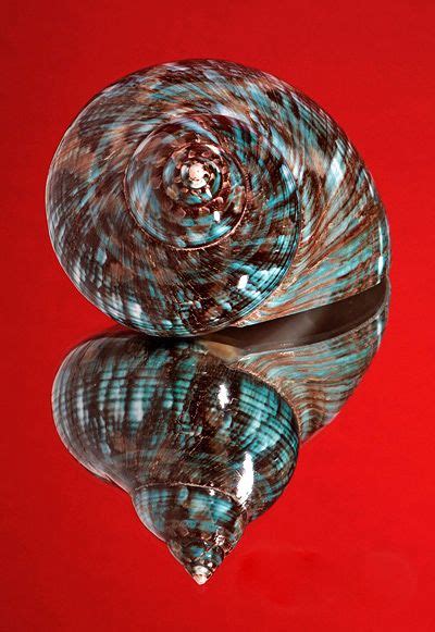 Turquoise Turban° Sea Shells Shells Sea Creatures