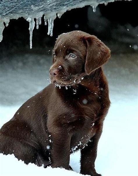 Browse 2,901 chocolate labrador stock photos and images available, or search for chocolate labrador puppy or chocolate labrador puppies to find more great stock photos and pictures. Adorable cute chocolate lab in snow.... click on picture ...