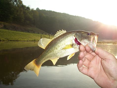 Fishing Near Ellenboro In Ritchie County West Virginia Wv Fish Finder