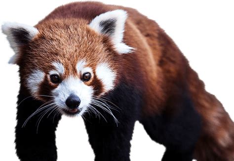 Red Panda Png Transparent